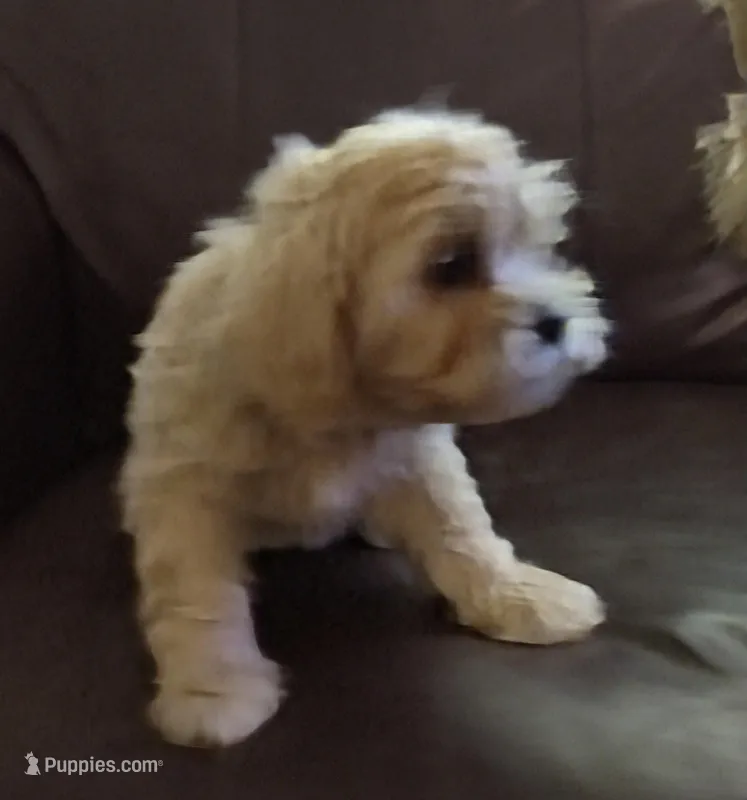 Pup 1 – Shihpoo puppy for sale in Cartersville, GA