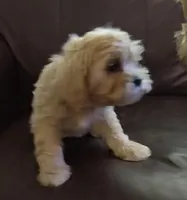 Pup 1, a male Shihpoo for sale in Cartersville, GA – Photo 1 of 2