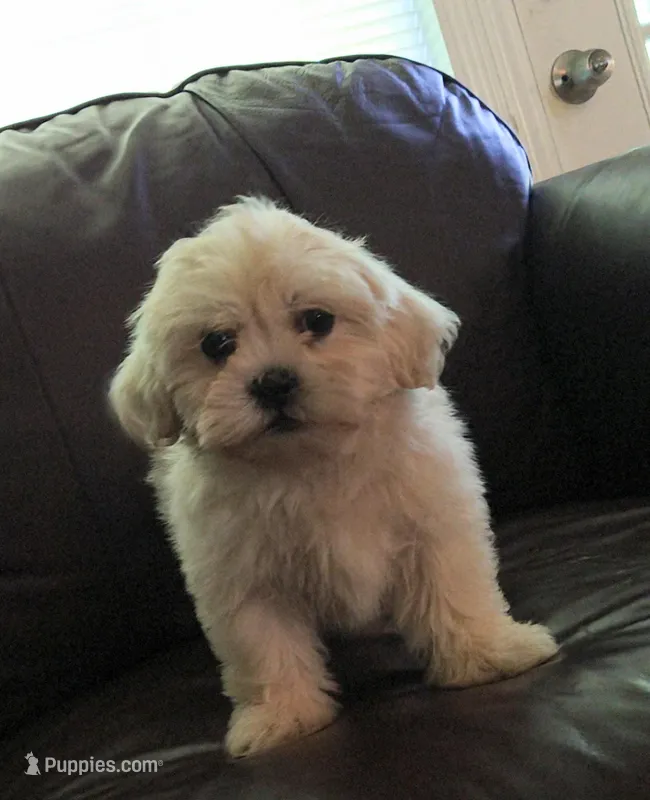 Pup 6 – Shihpoo puppy for sale in Cartersville, GA