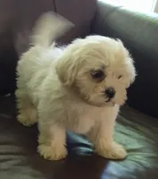 Pup 6, a female Shihpoo for sale in Cartersville, GA – Photo 2 of 2