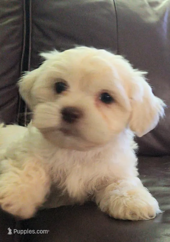 Pup 4 – Shihpoo puppy for sale in Cartersville, GA
