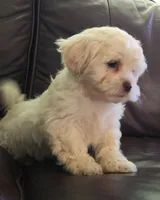 Pup 4, a male Shihpoo for sale in Cartersville, GA – Photo 2 of 2