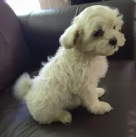 Pup 5, a male Shihpoo for sale in Cartersville, GA – Photo 1 of 2