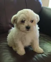 Pup 5, a male Shihpoo for sale in Cartersville, GA – Photo 2 of 2