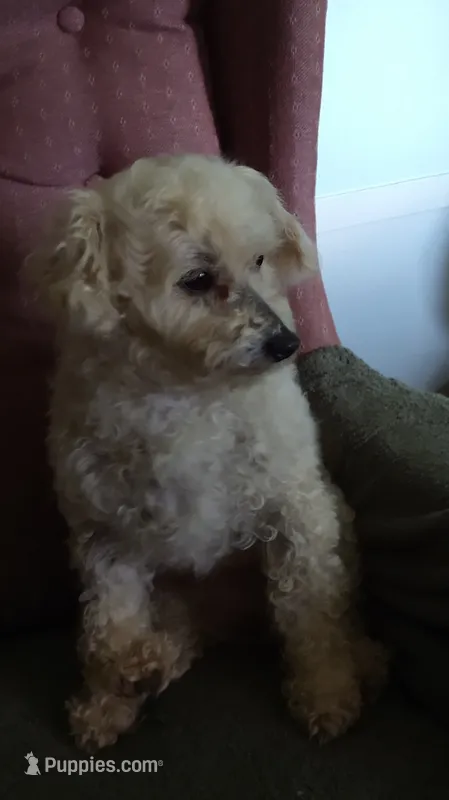 Peanut, a female Poodle - Toy  for sale in Cartersville, GA – 1 of 1