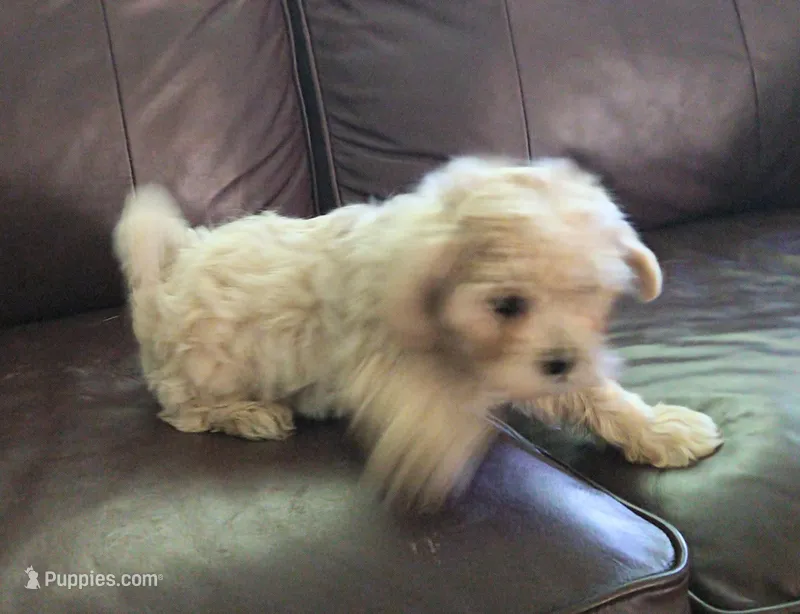 Pup 2 – Shihpoo puppy for sale in Cartersville, GA