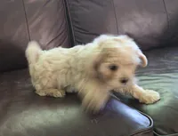 Pup 2, a male Shihpoo for sale in Cartersville, GA – Photo 2 of 3