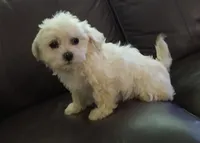 Pup 2, a male Shihpoo for sale in Cartersville, GA – Photo 3 of 3