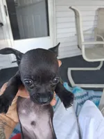 Poloa, a male Chihuahua for sale in Somerset, PA – 3 of 10
