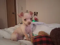 Pogo, a male Chihuahua for sale in Somerset, PA – 7 of 9