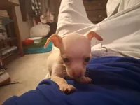 Pogo, a male Chihuahua for sale in Somerset, PA – 3 of 9