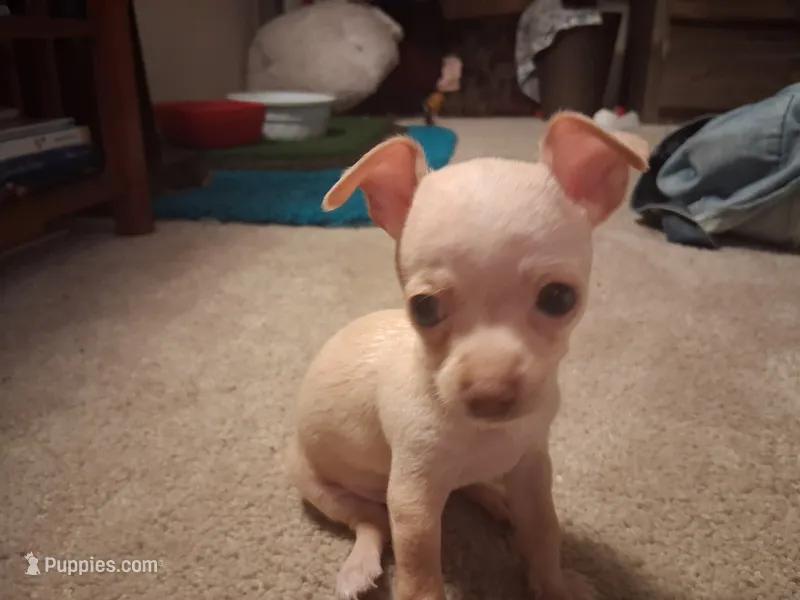 Pogo – Chihuahua puppy for sale in Somerset, PA