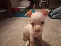 Pogo, a male Chihuahua for sale in Somerset, PA – 1 of 9