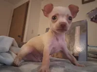 Pogo, a male Chihuahua for sale in Somerset, PA – 4 of 9