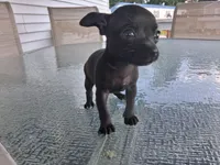Poloa, a male Chihuahua for sale in Somerset, PA – 4 of 10