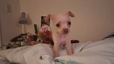 Pogo, a male Chihuahua for sale in Somerset, PA – 9 of 9