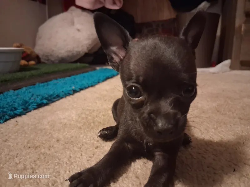 Poloa – Chihuahua puppy for sale in Somerset, PA