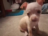 Pogo, a male Chihuahua for sale in Somerset, PA – 2 of 9