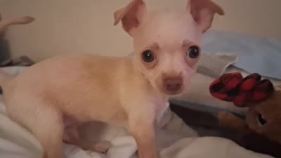 Pogo, a male Chihuahua for sale in Somerset, PA – 8 of 9