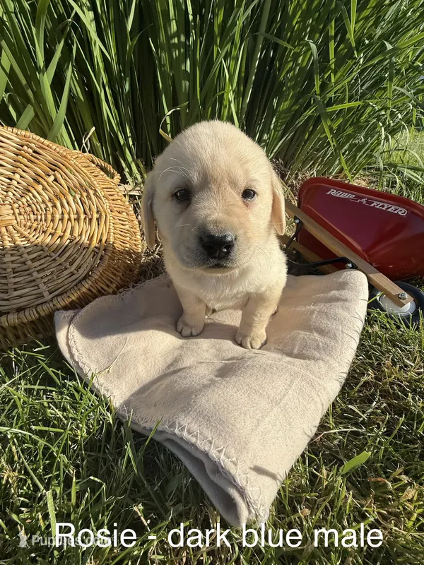 English Labrador- Dark Blue – Labrador Retriever puppy for sale in Fennimore, WI