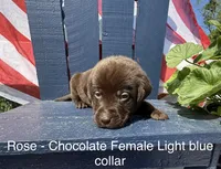 Light Blue Collar, a female Labrador Retriever for sale in Fennimore, WI – 1 of 1