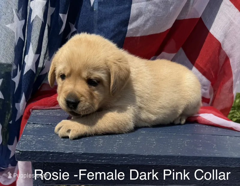 English Labrador - Dark Pink – Labrador Retriever puppy for sale in Fennimore, WI