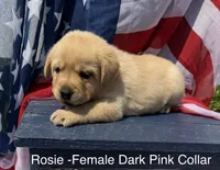 English Labrador - Dark Pink, a female Labrador Retriever for sale in Fennimore, WI – 1 of 1