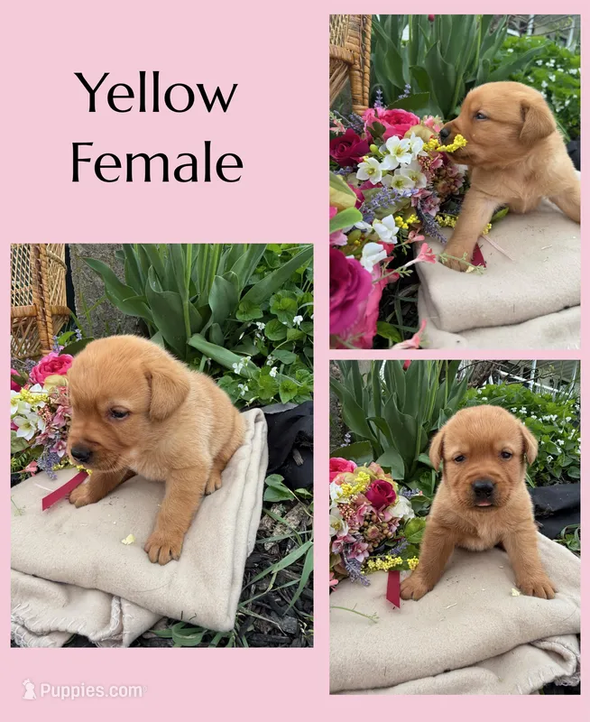 English Red Female, a female Labrador Retriever for sale in Fennimore, WI – Photo 1 of 1