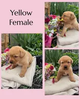 English Red Female, a female Labrador Retriever for sale in Fennimore, WI – 1 of 1