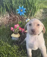 Yellow Female, a female Labrador Retriever for sale in Fennimore, WI – 1 of 3