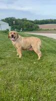 Shay, a female Labrador Retriever for sale in Fennimore, WI – 3 of 3