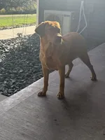 Riley, a female Labrador Retriever for sale in Fennimore, WI – 2 of 3