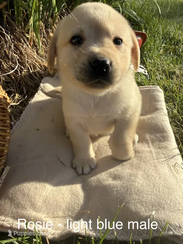 English Labrador - Light Blue Collar  – Labrador Retriever puppy for sale in Fennimore, WI