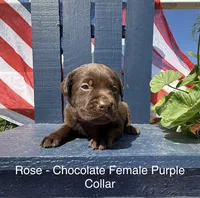 Purple Collar , a female Labrador Retriever for sale in Fennimore, WI – 1 of 1