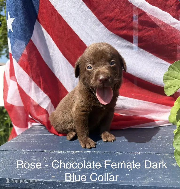 Dark Blue – Labrador Retriever puppy for sale in Fennimore, WI