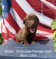 Dark Blue, a female Labrador Retriever for sale in Fennimore, WI – 1 of 1