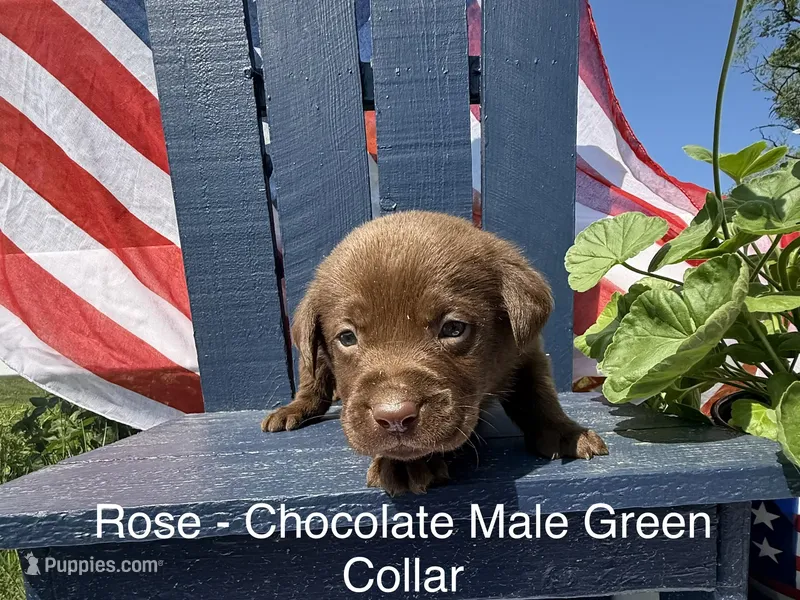 Green Collar – Labrador Retriever puppy for sale in Fennimore, WI