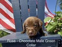 Green Collar, a male Labrador Retriever for sale in Fennimore, WI – 1 of 1