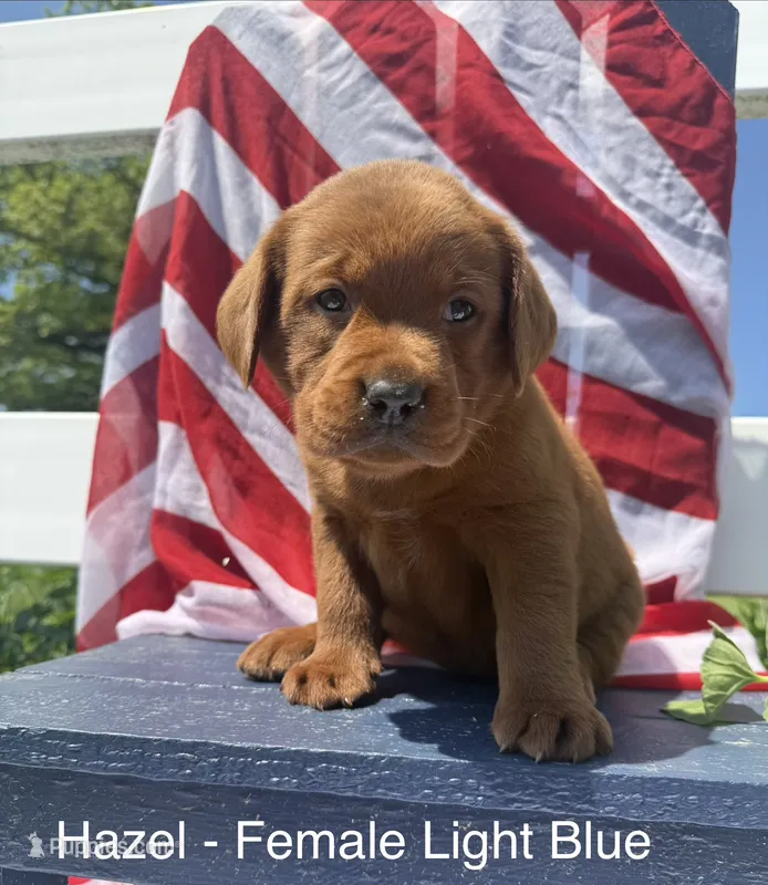 English Lab - Light blue collar – Labrador Retriever puppy for sale in Fennimore, WI