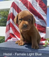 English Lab - Light blue collar, a female Labrador Retriever for sale in Fennimore, WI – 1 of 1