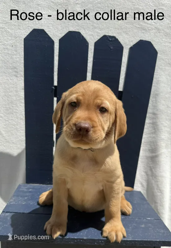Black Collar – Labrador Retriever puppy for sale in Fennimore, WI