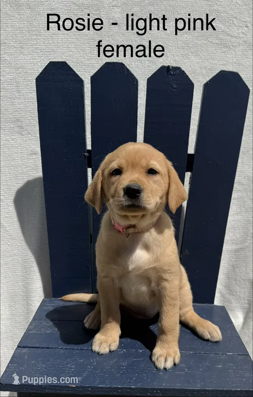 English Labrador- Light Pink – Labrador Retriever puppy for sale in Fennimore, WI