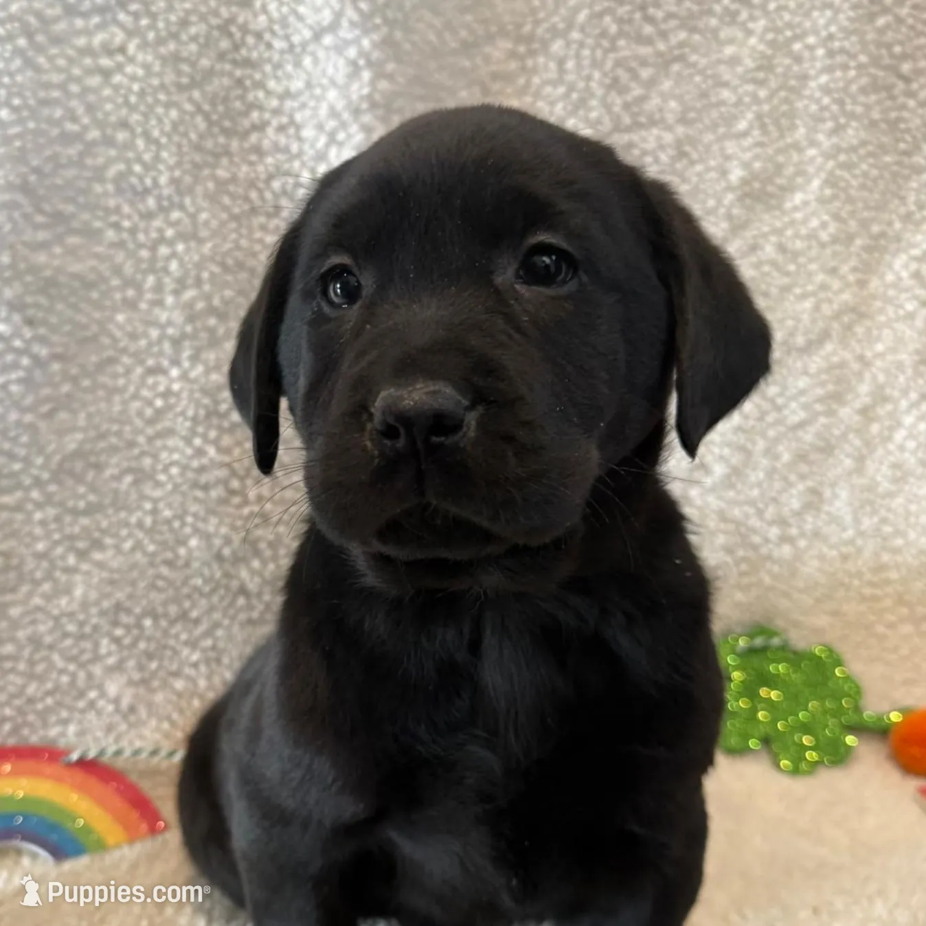 English Labrador- Orange Collar , a male Labrador Retriever for sale in Fennimore, WI – Photo 1 of 1