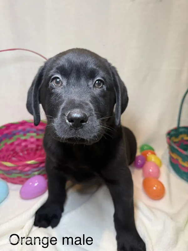 English Labrador- Orange Collar  – Labrador Retriever puppy for sale in Fennimore, WI