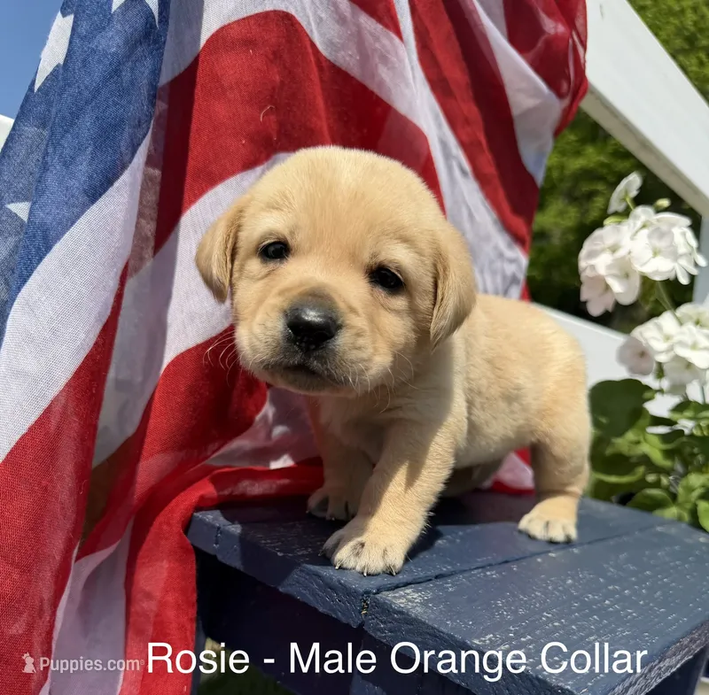 English Labrador- Orange Collar  – Labrador Retriever puppy for sale in Fennimore, WI