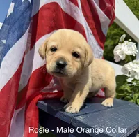 English Labrador- Orange Collar , a male Labrador Retriever for sale in Fennimore, WI – 1 of 1