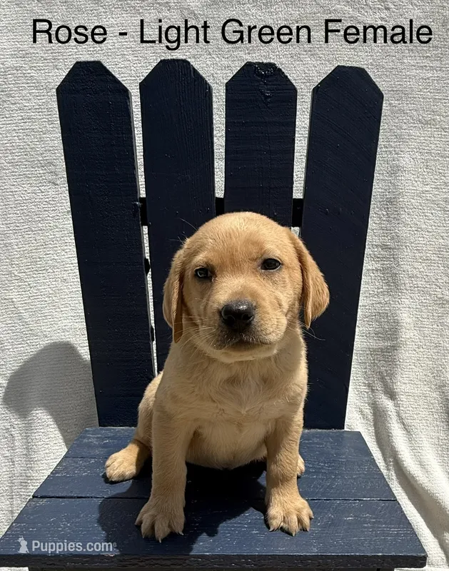 Light Green Collar – Labrador Retriever puppy for sale in Fennimore, WI