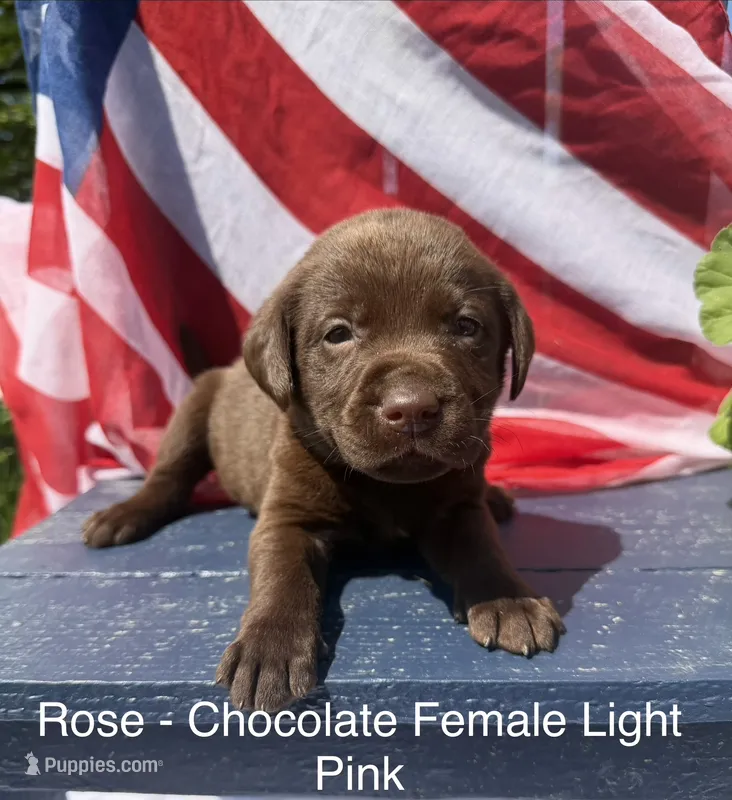 Light Pink – Labrador Retriever puppy for sale in Fennimore, WI