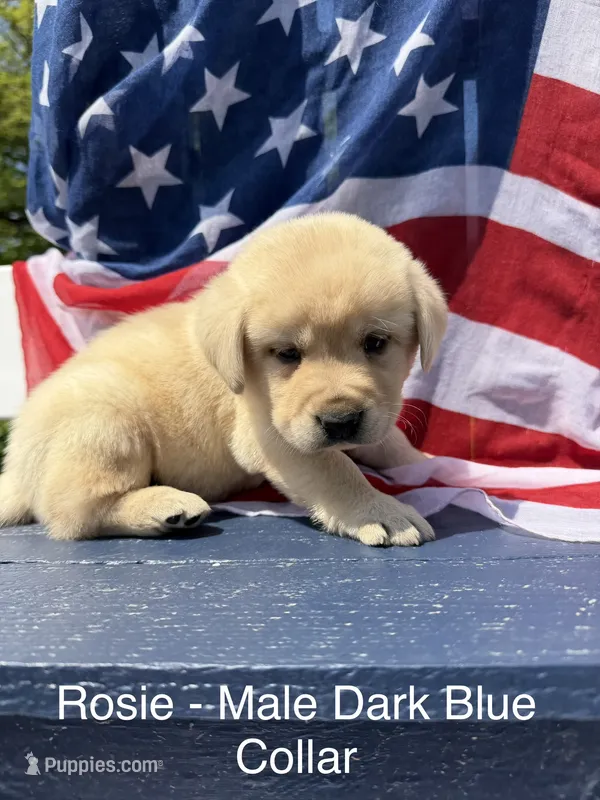 English Labrador- Dark Blue – Labrador Retriever puppy for sale in Fennimore, WI