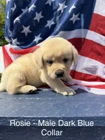 English Labrador- Dark Blue, a male Labrador Retriever for sale in Fennimore, WI – 1 of 1